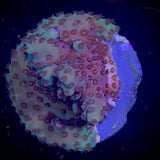 Acropora Frag