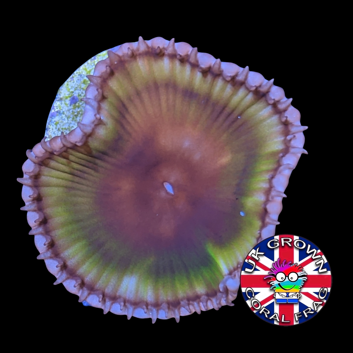 Grandis Paly Zoa Frag (UK Grown)