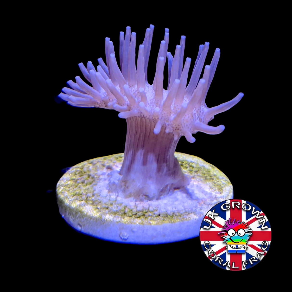 Toadstool (UK Grown)