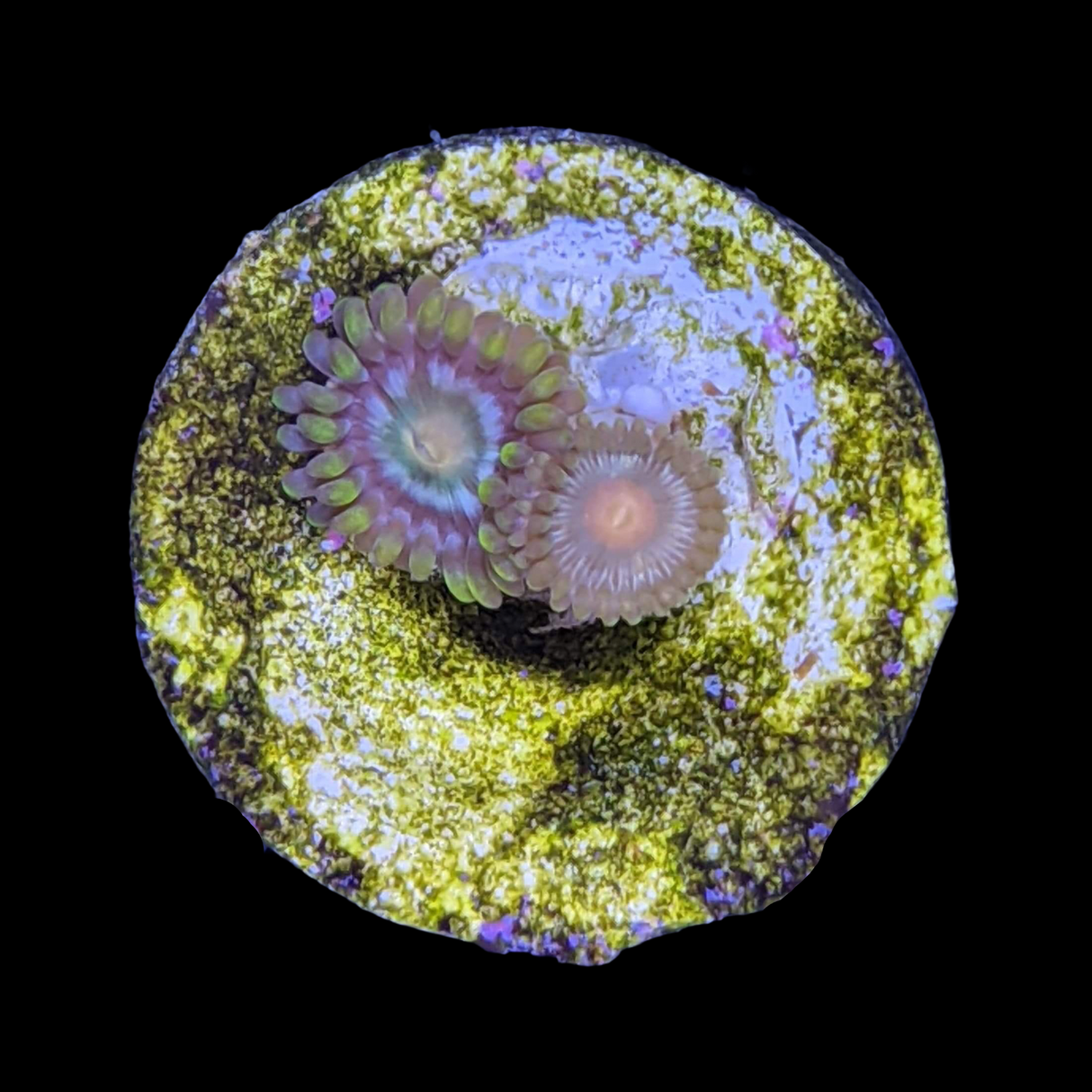 Zoa Frag