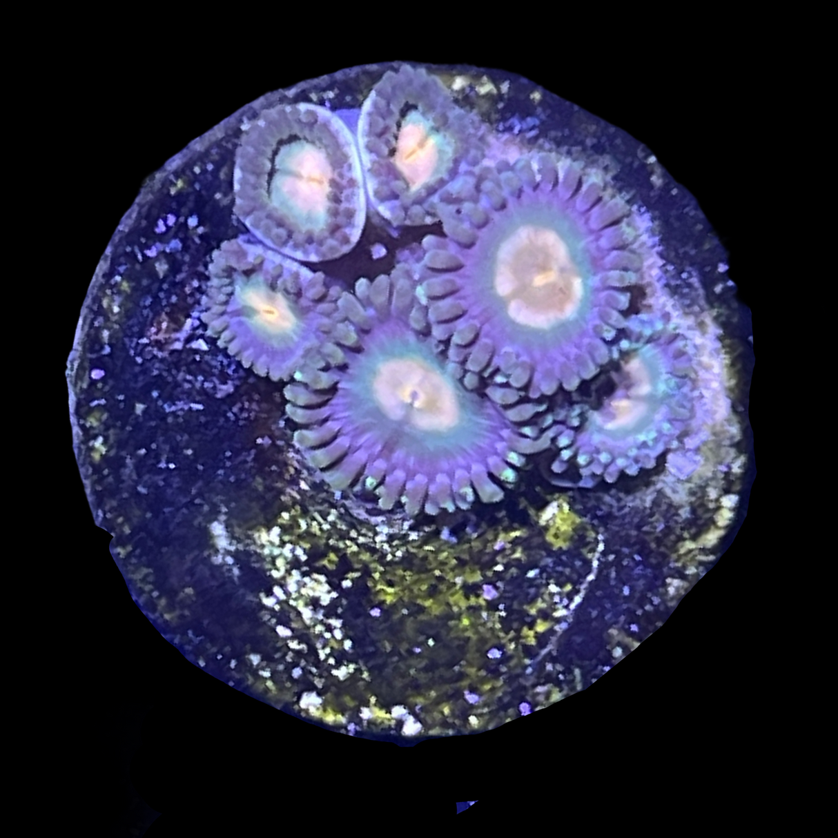 John Deere Zoa Frag
