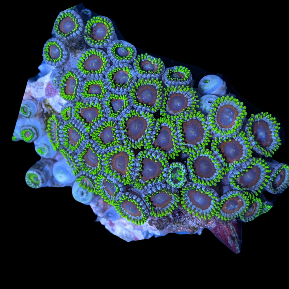 Mini Zoa Colony
