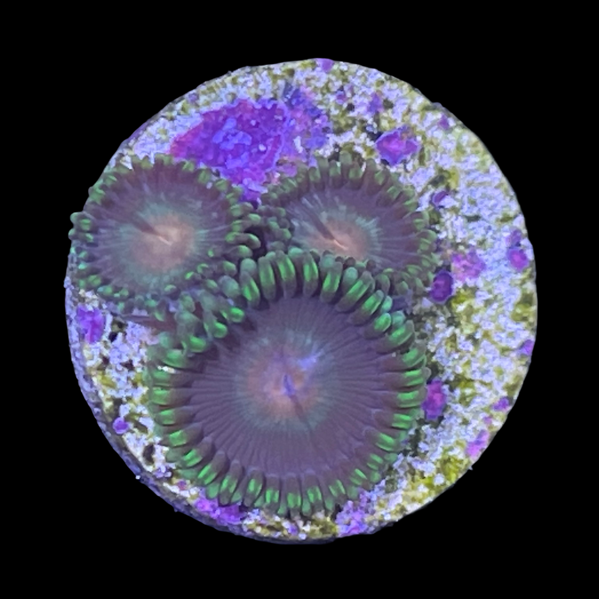 Owls eyes Zoa Frag