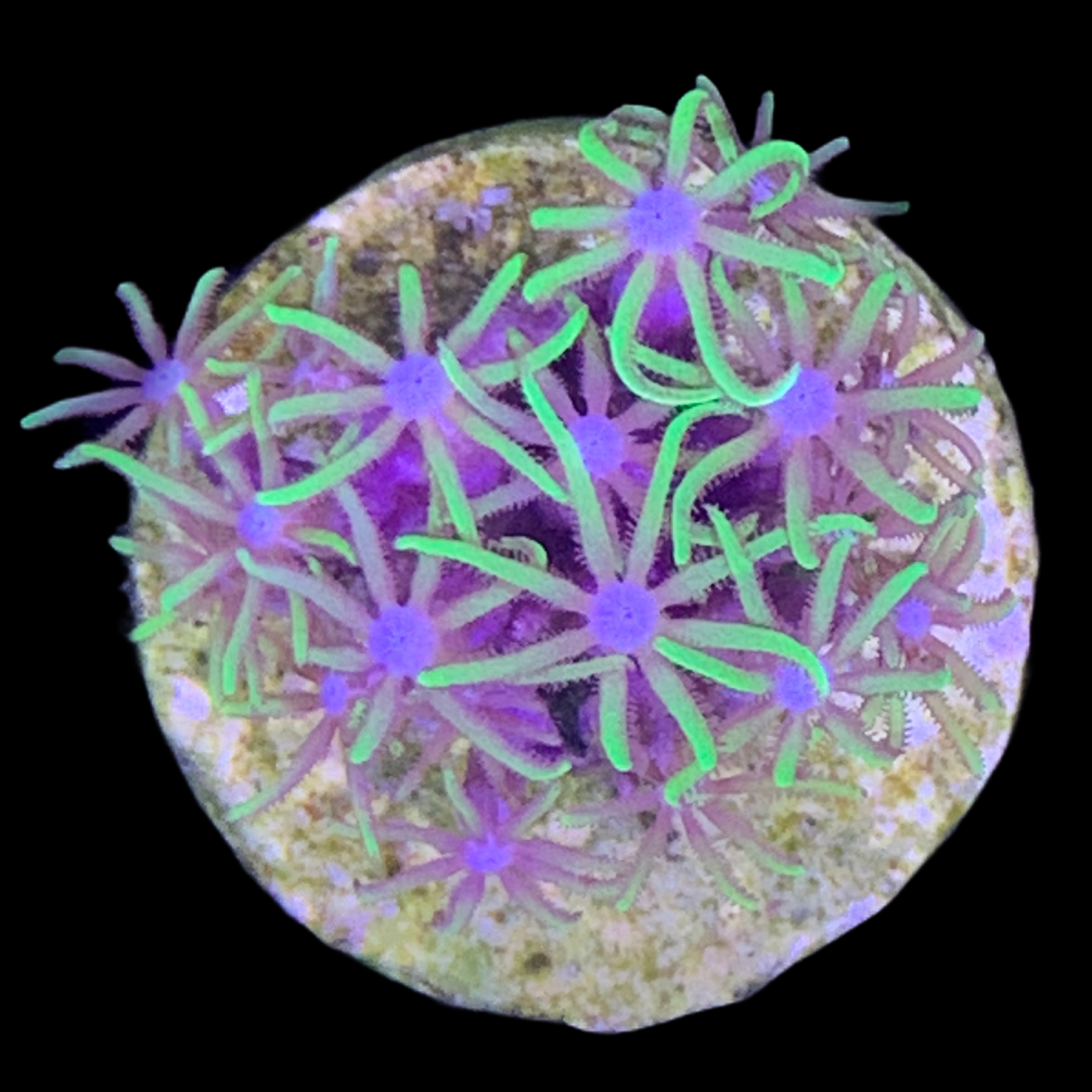 Green Star Polyps (Standard Plug)