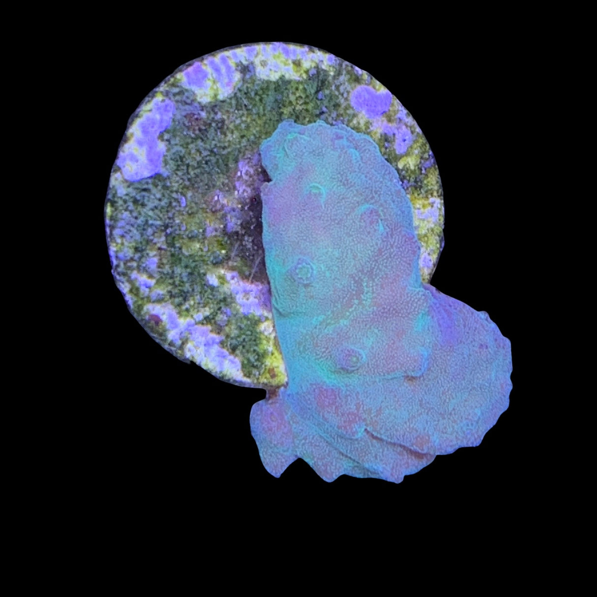 Green Cabbage Coral (UK Grown)