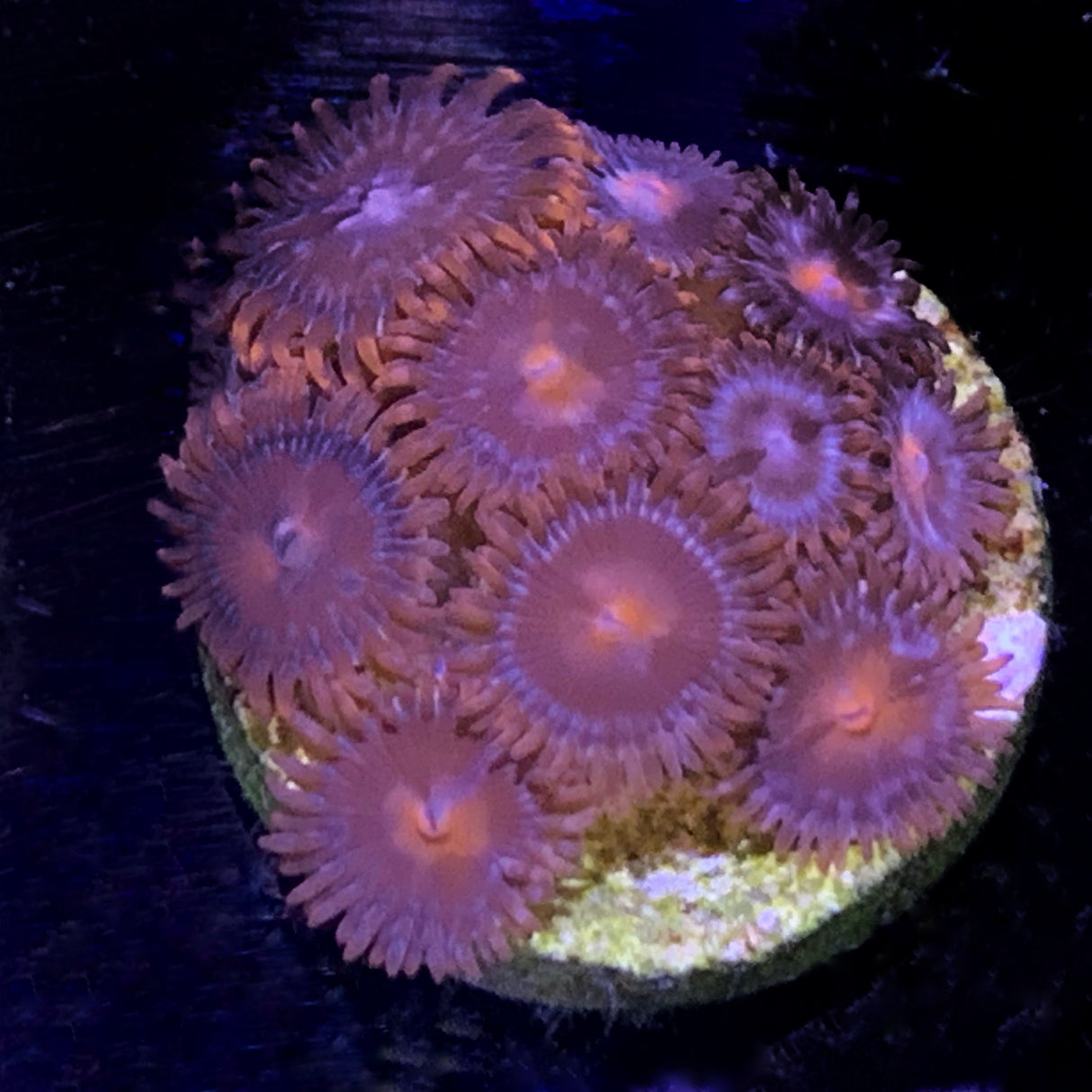 Zoa Frag