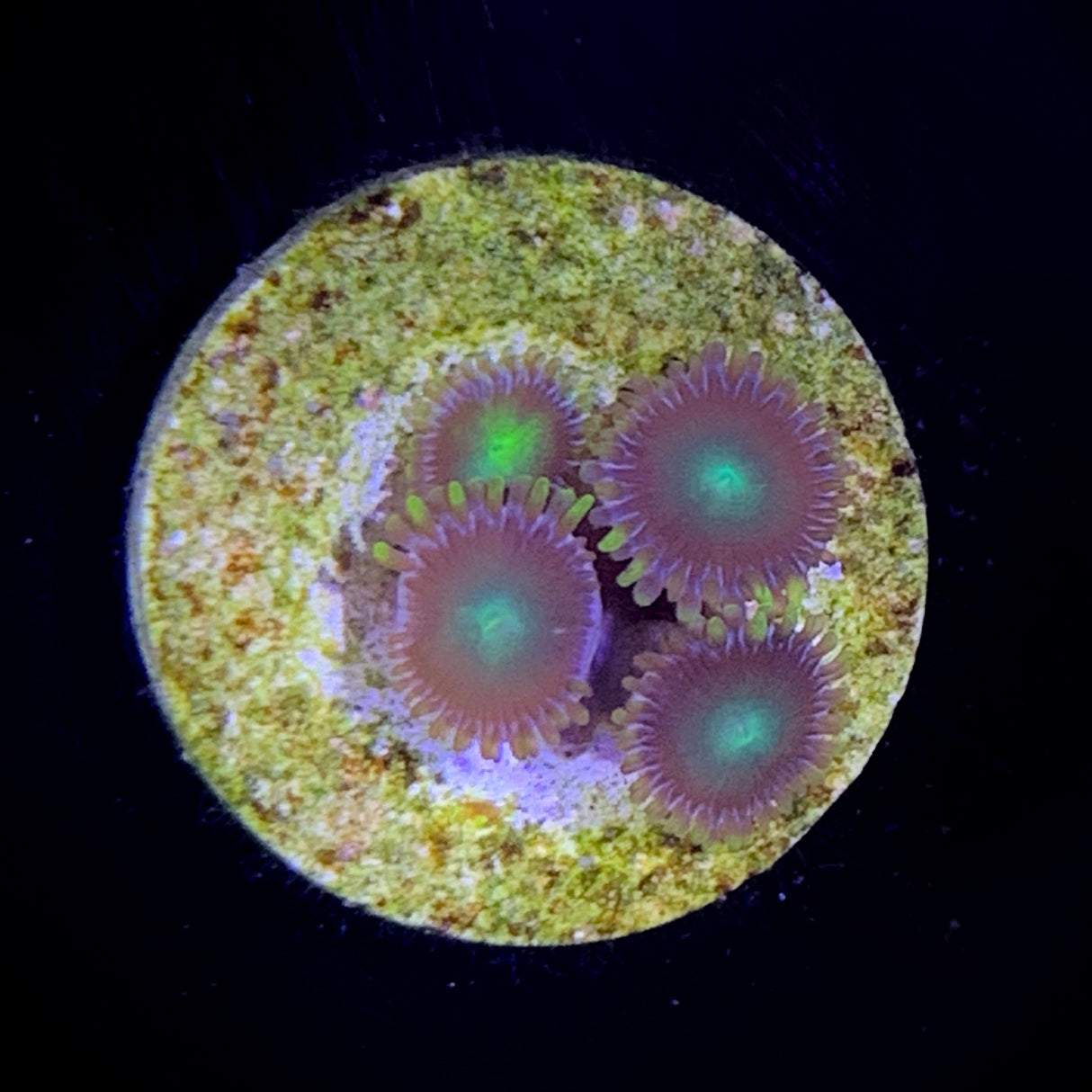 Zoa Frag