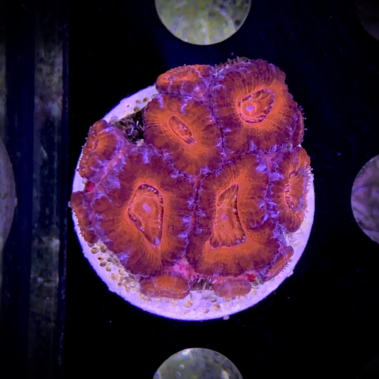 Acanthastrea Lordhowensi