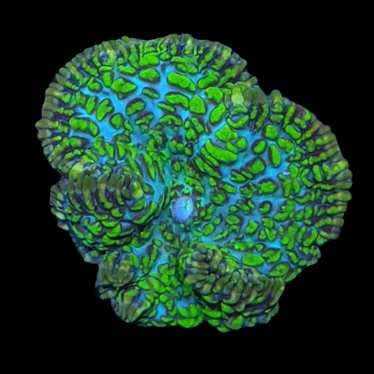 Green Mushroom