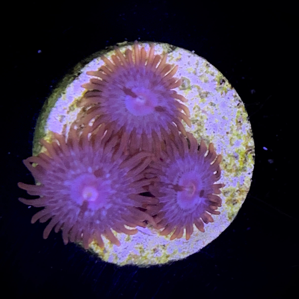 Zoa Frag