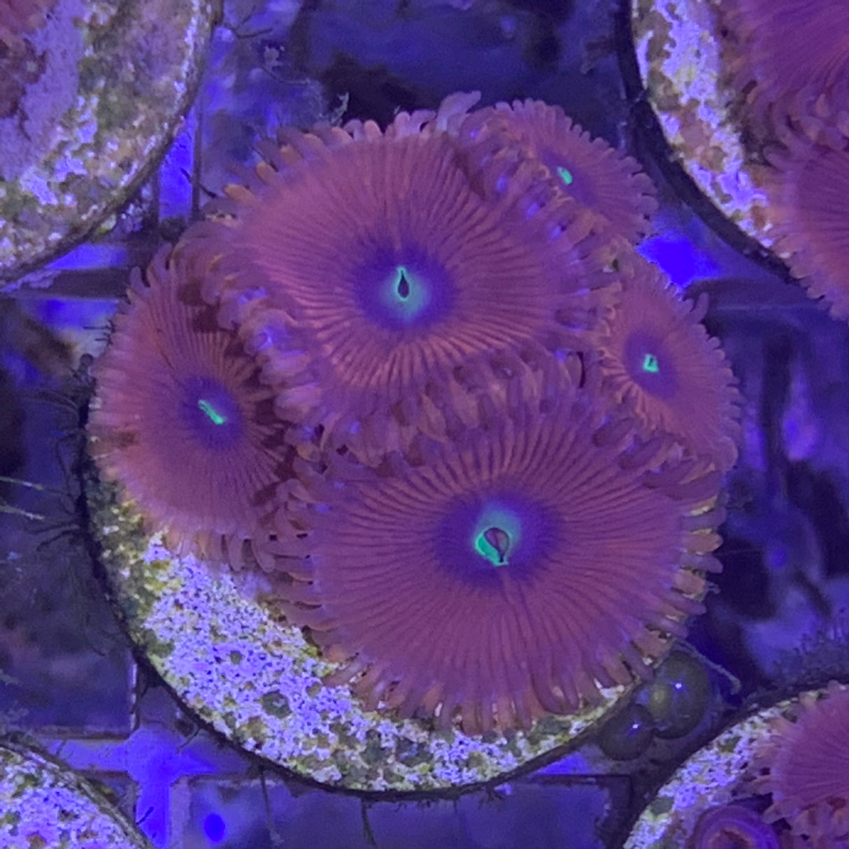 5 polyp Zoa frag