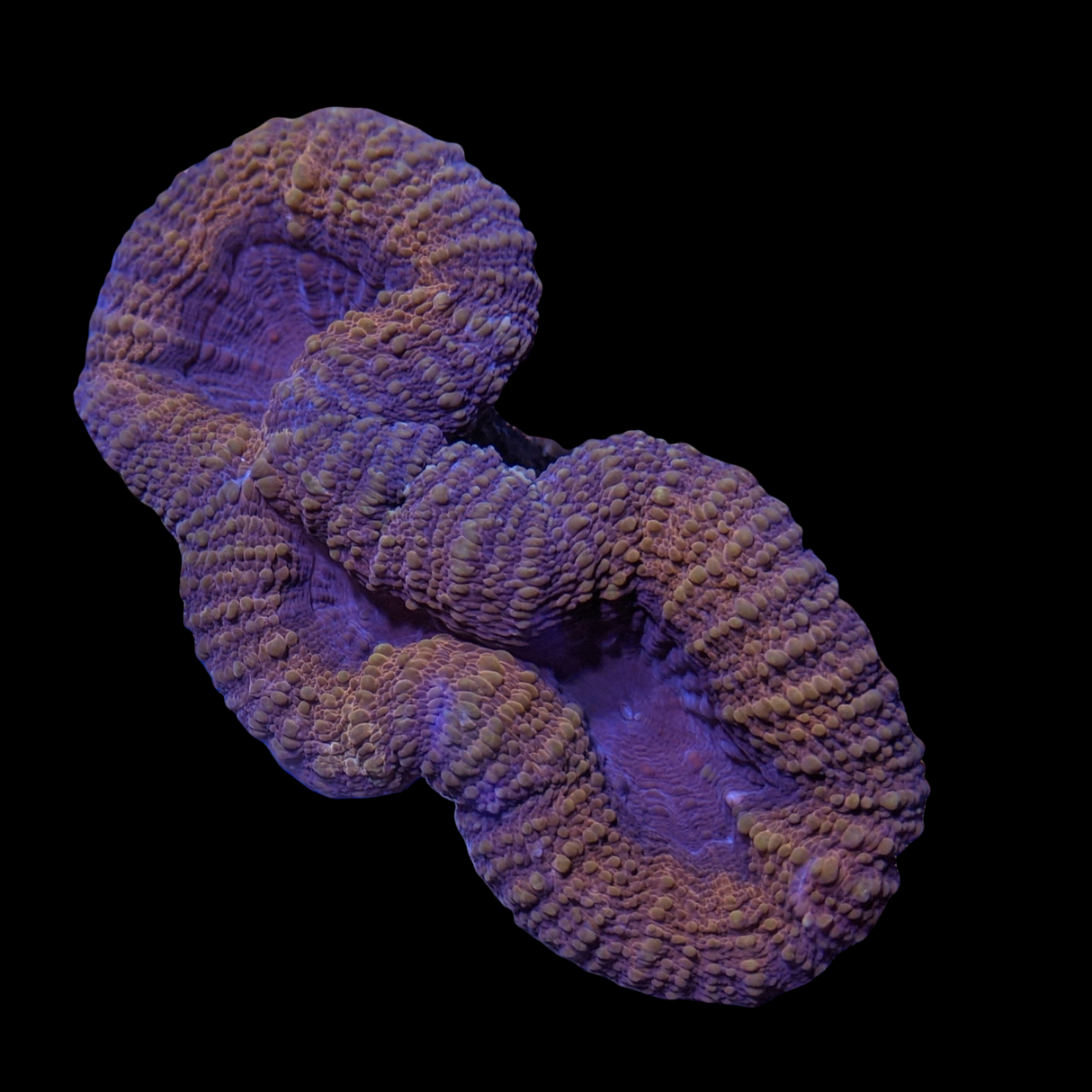 Lobophyllia (collection Only)