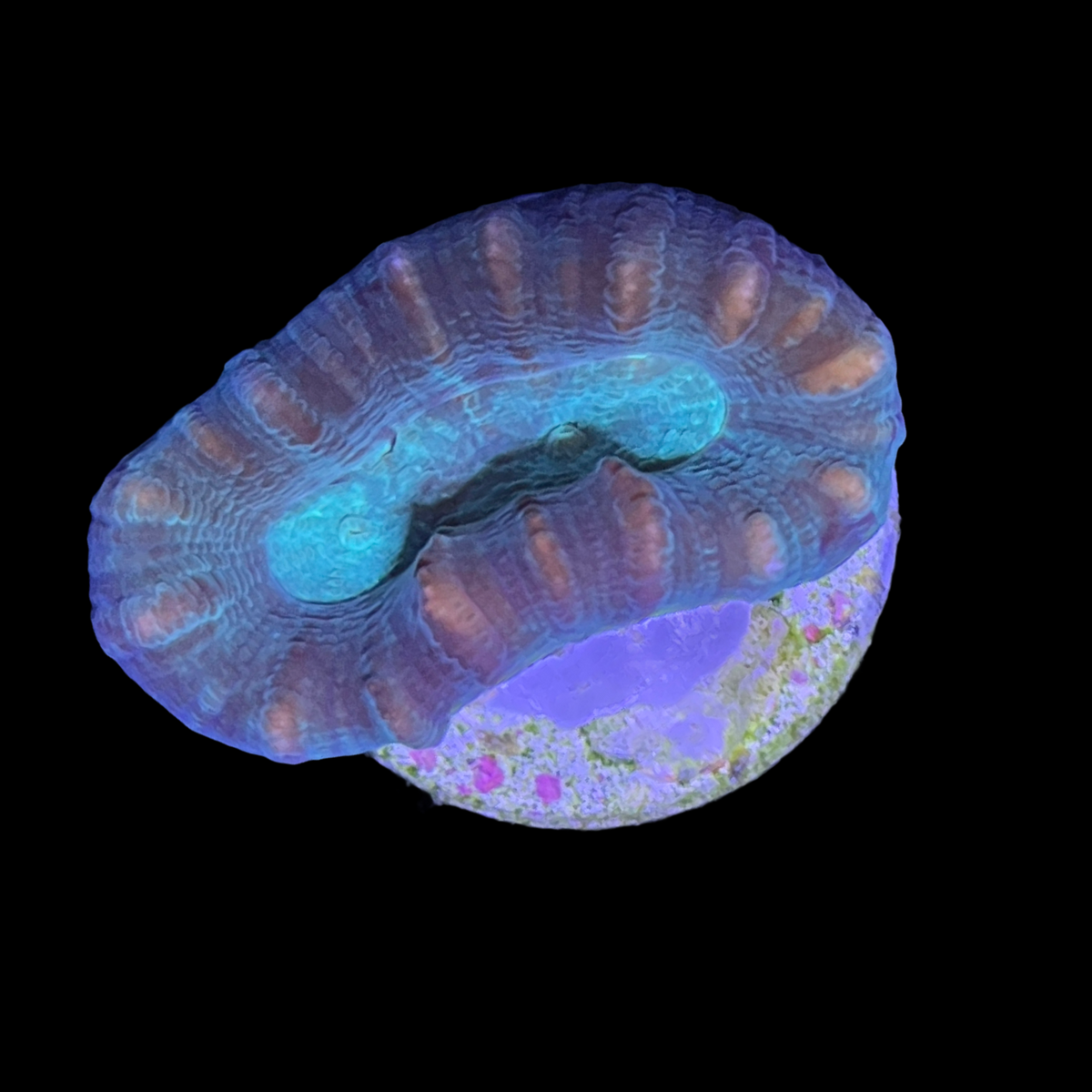 Aquacultured Indonesian Green Pinwheel Candy Cane