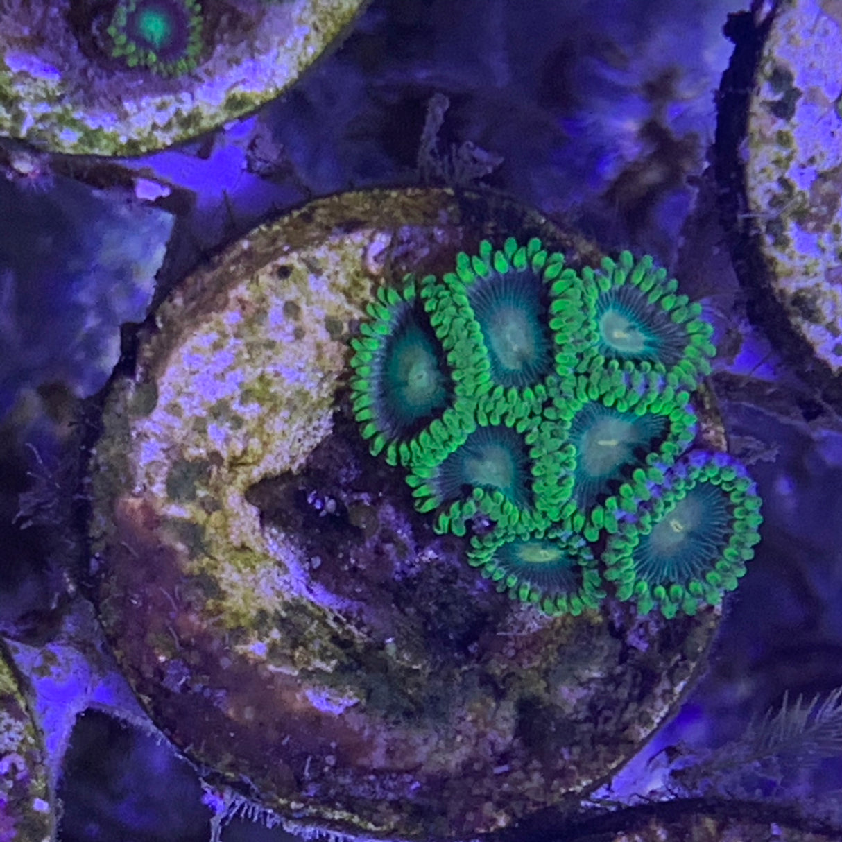 6 polyp Zoa frag
