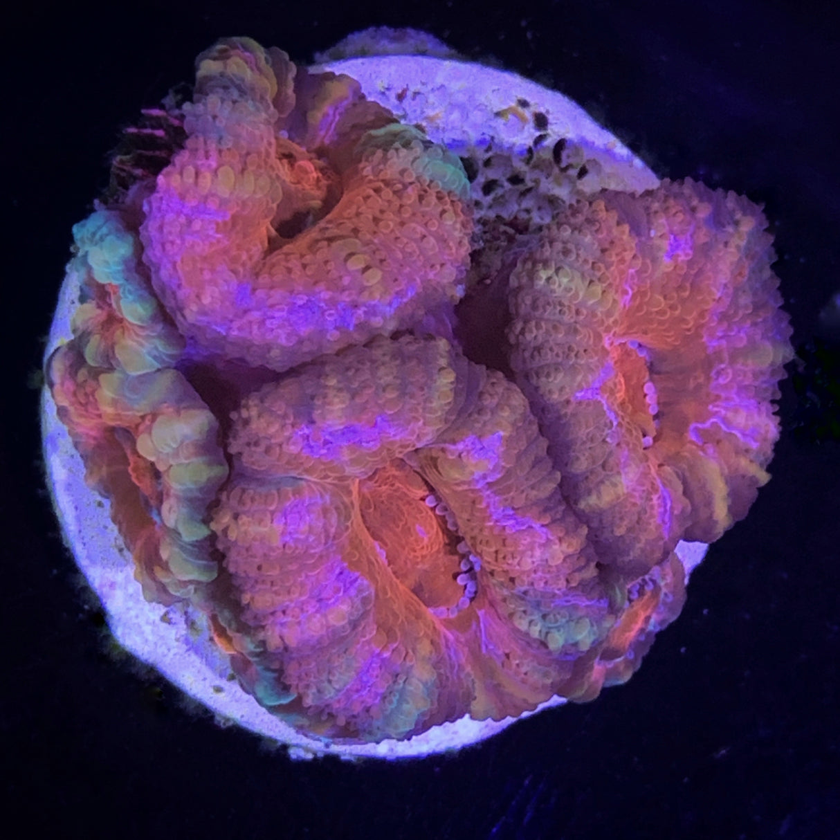 Acanthastrea Lordhowensi