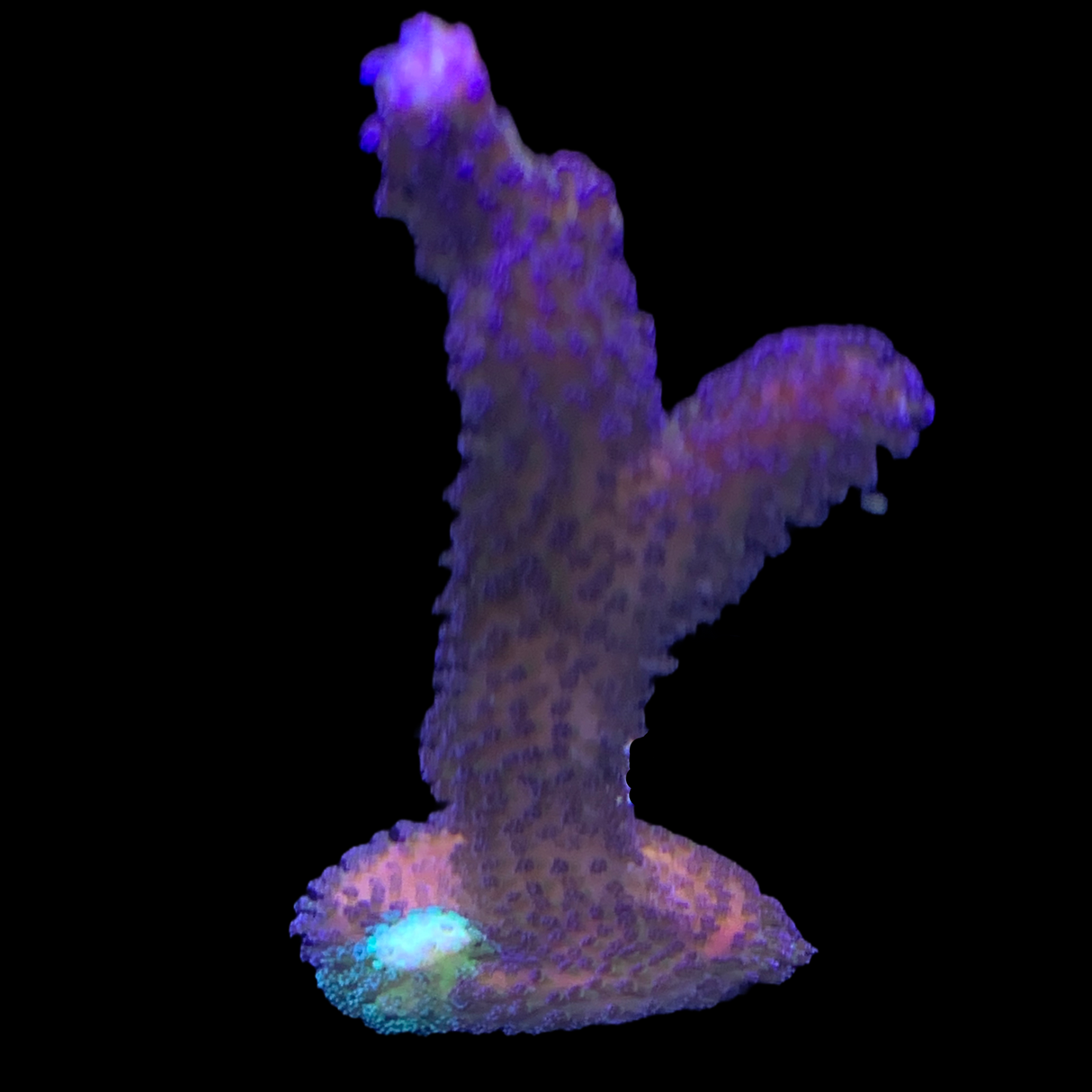 Purple Stylophora Pistillata