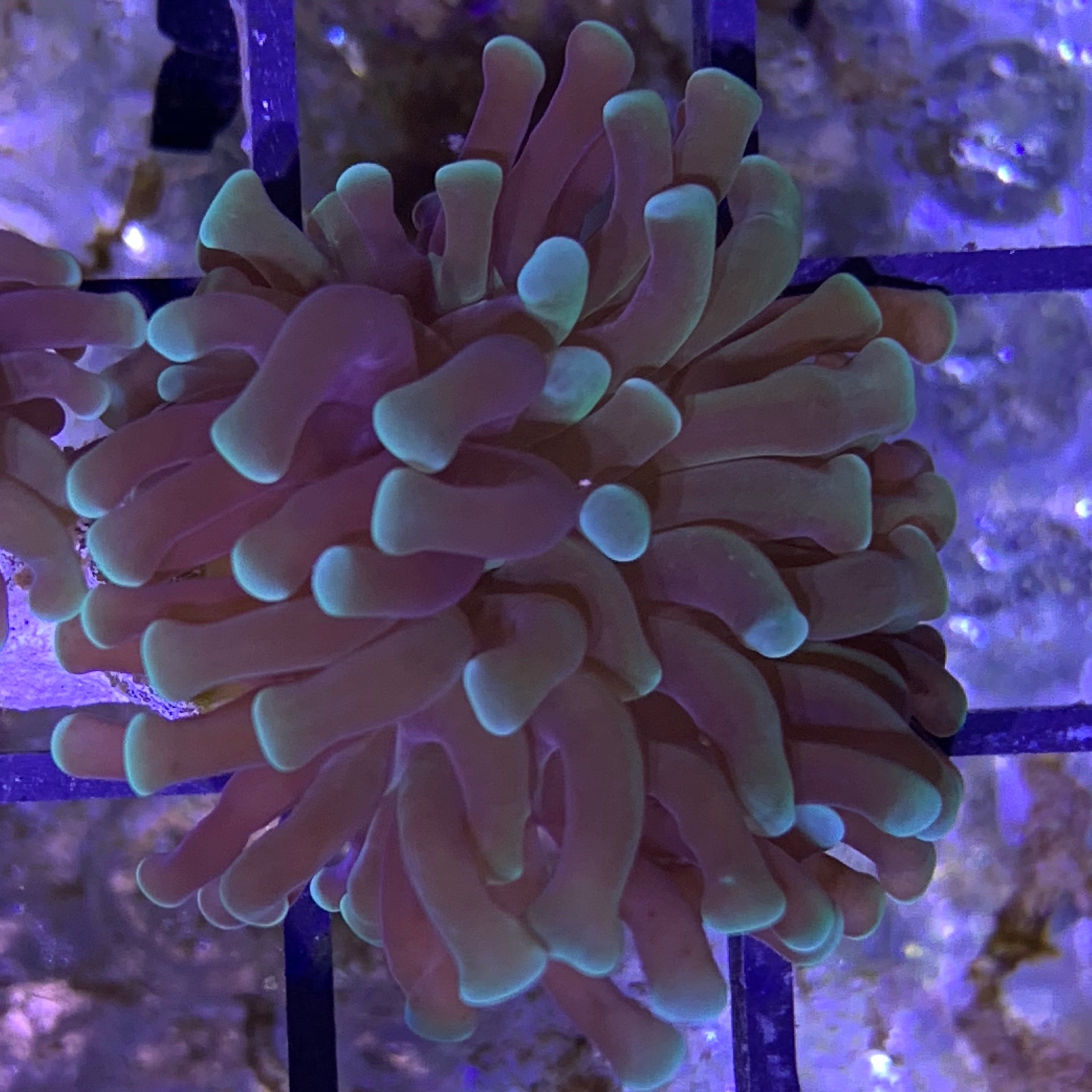Small Torch Frag