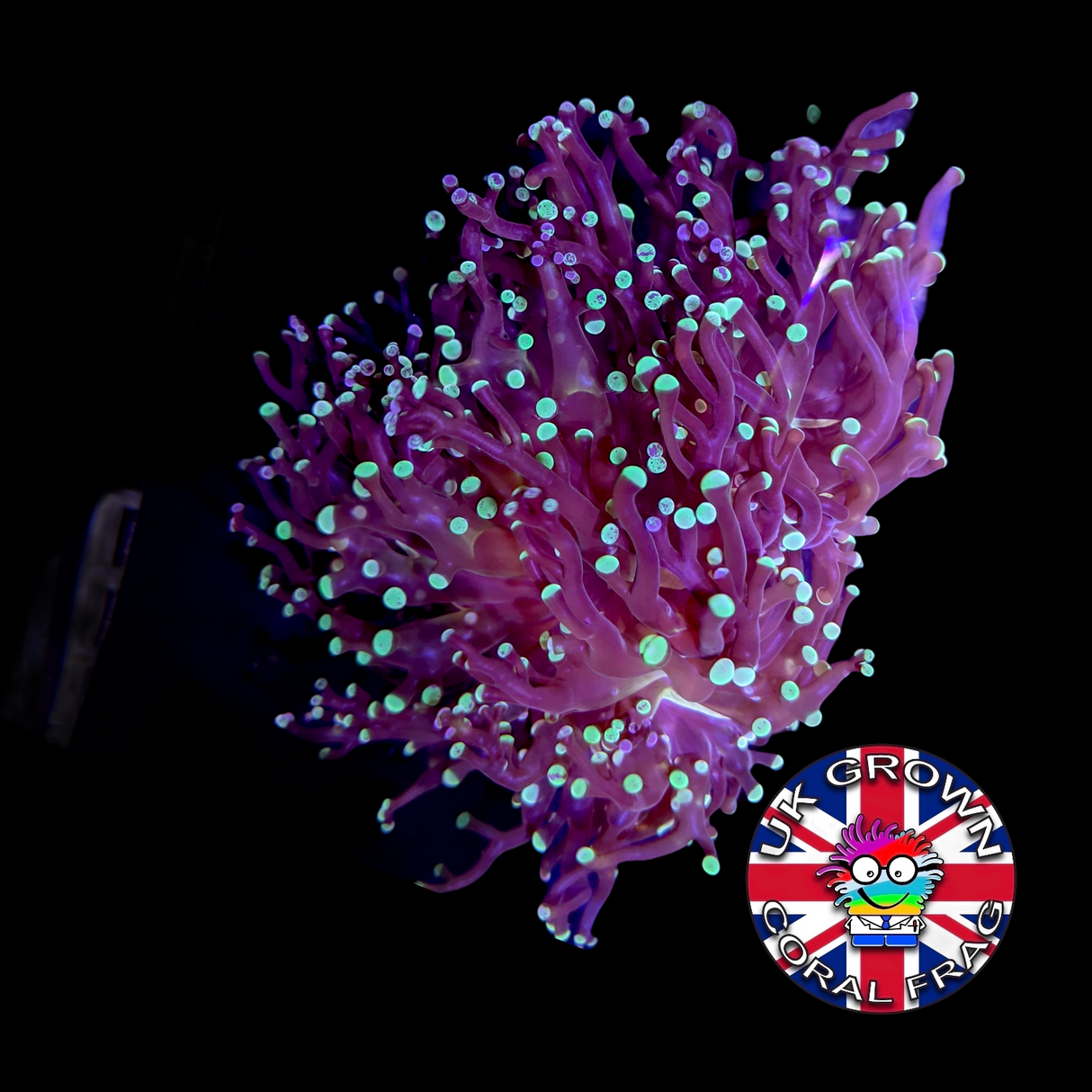 Frogspawn Frag (UK Grown)