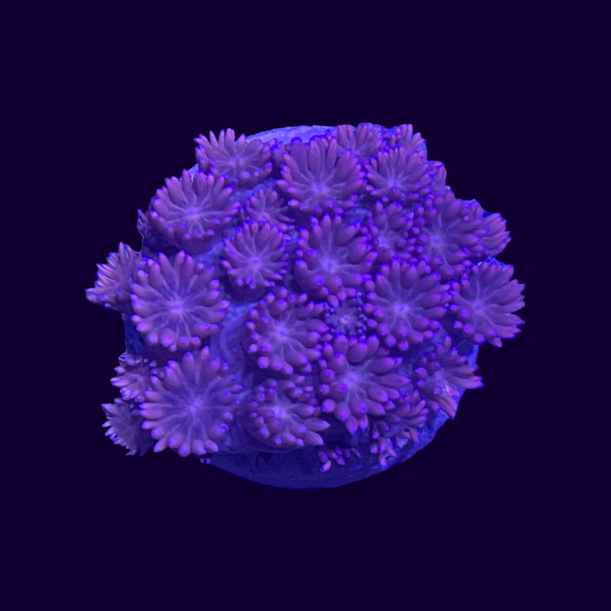 Goniopora Frag