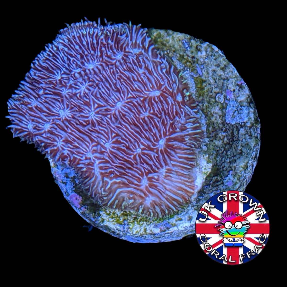 Deep Purple Pavona (UK Grown)