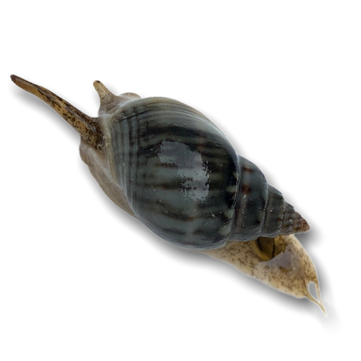 Nassarius Snail