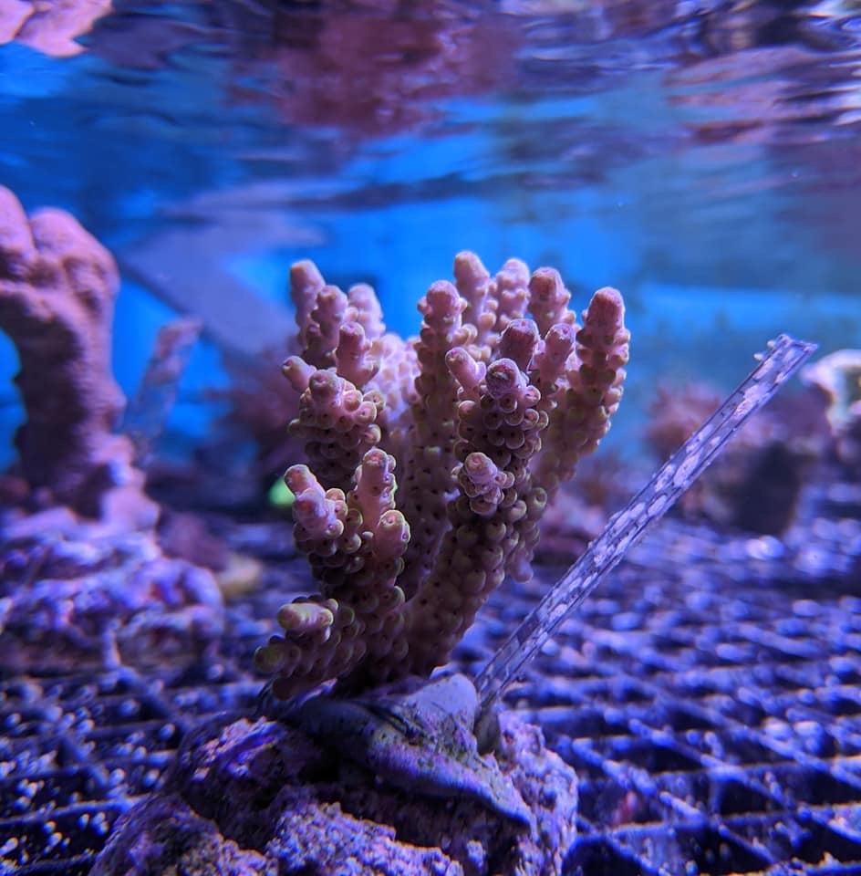 Bali Acropora