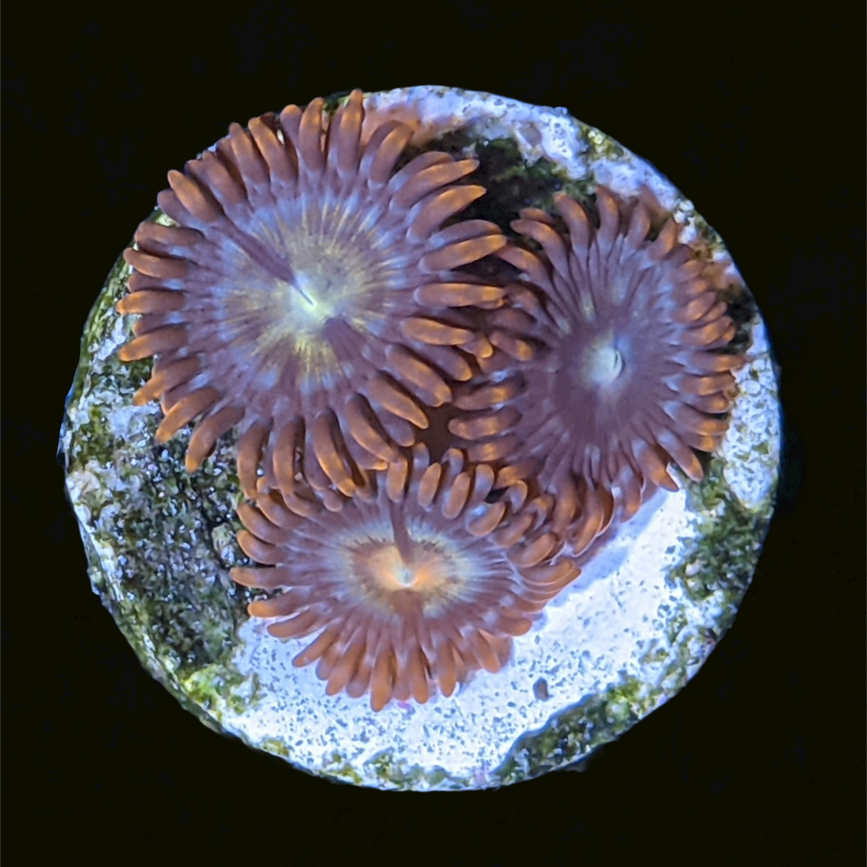 Chocolate Orange Zoa Frag