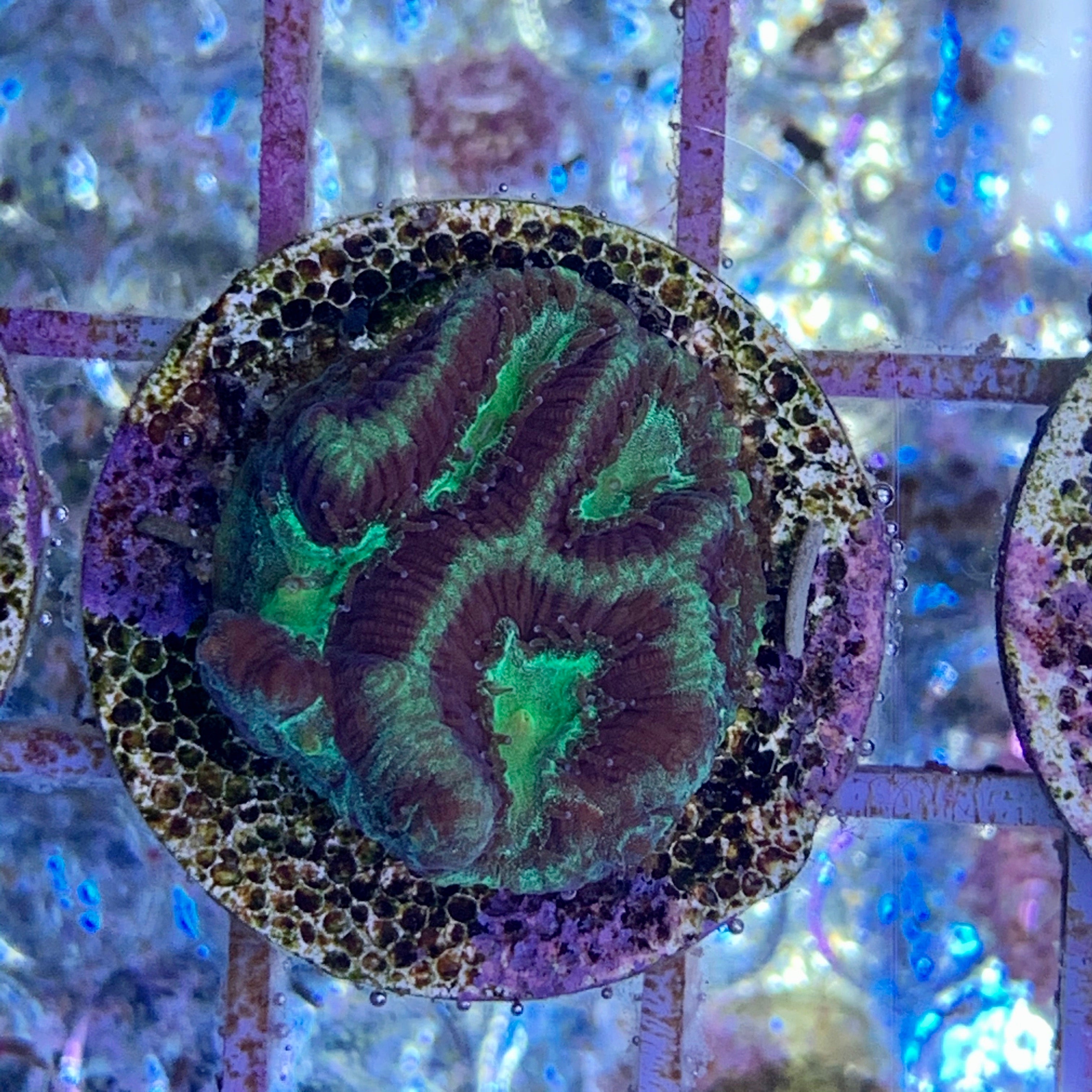 Toxic Green Platygyra Coral
