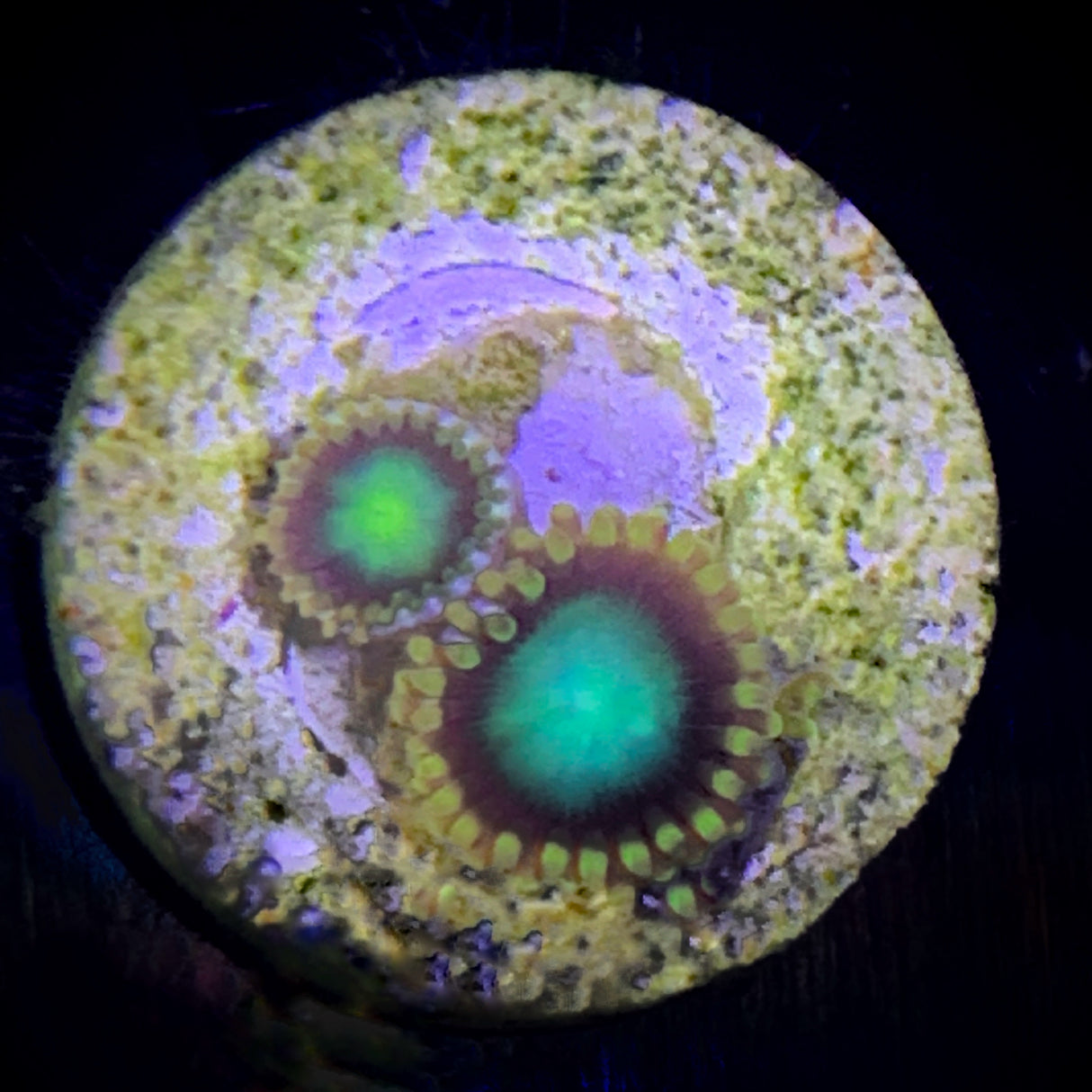 Zoa Frag
