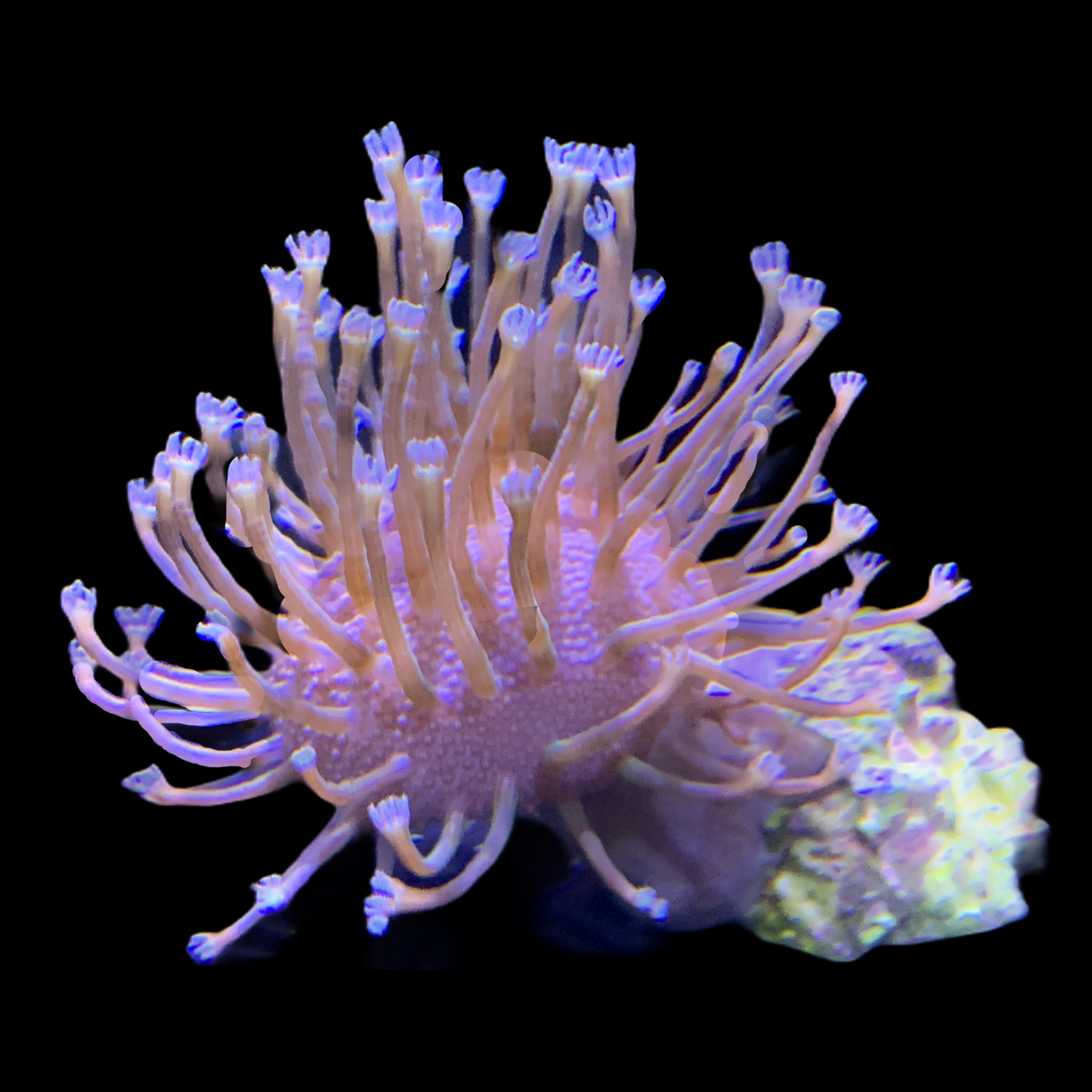 Toadstool coral