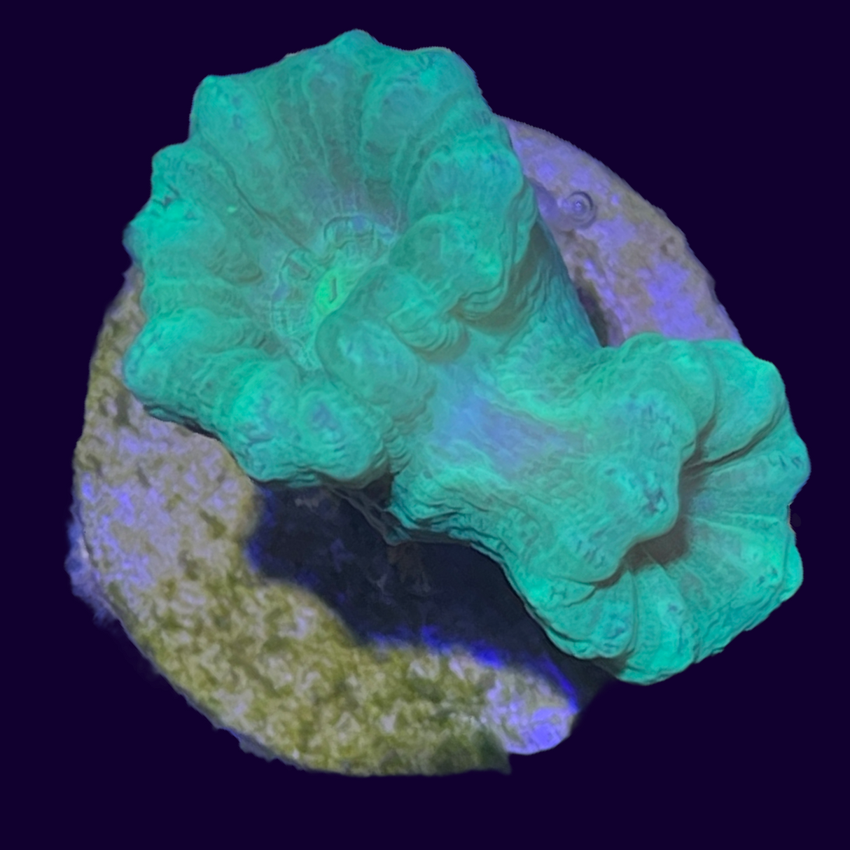 Neon Green Candy Cane