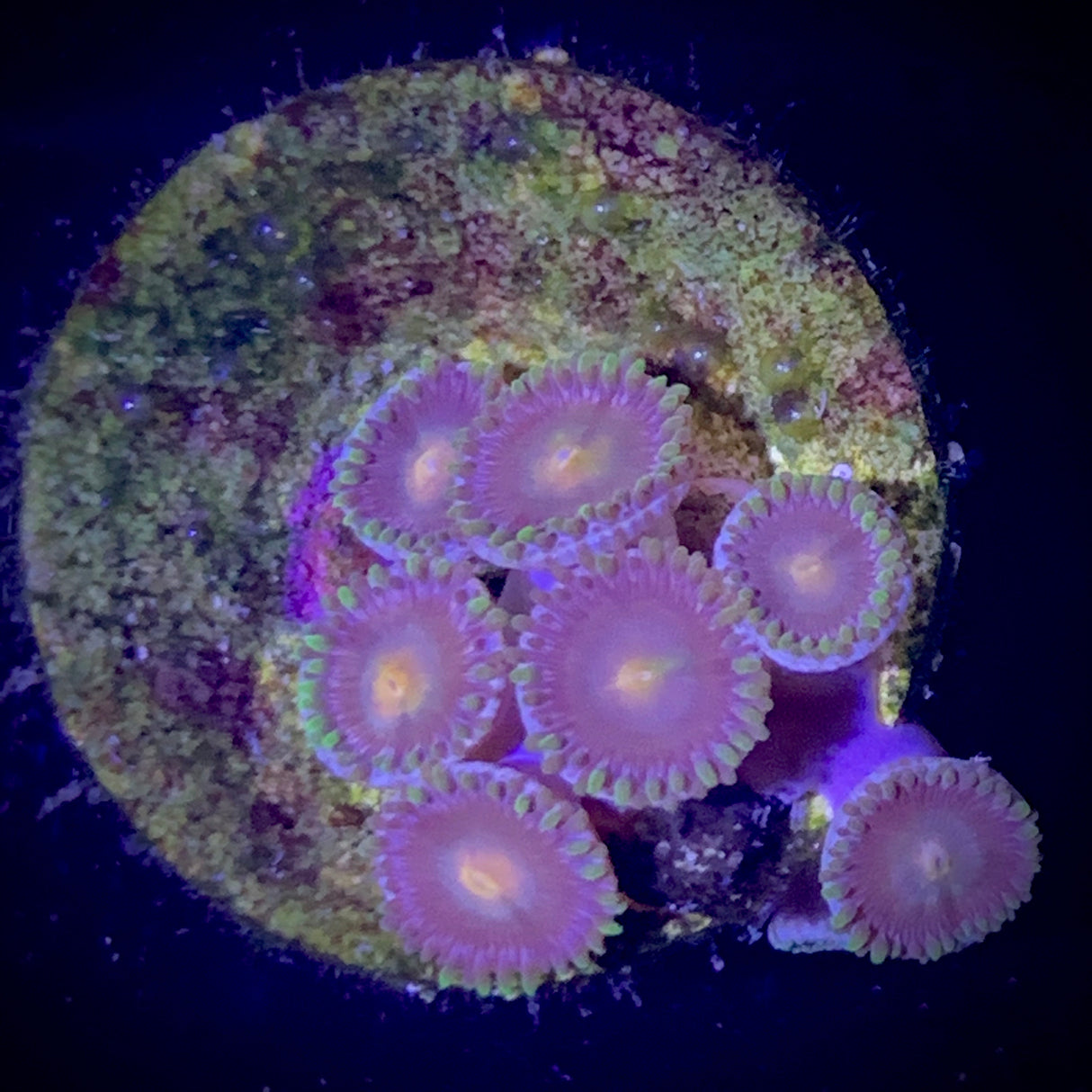 Zoa Frag