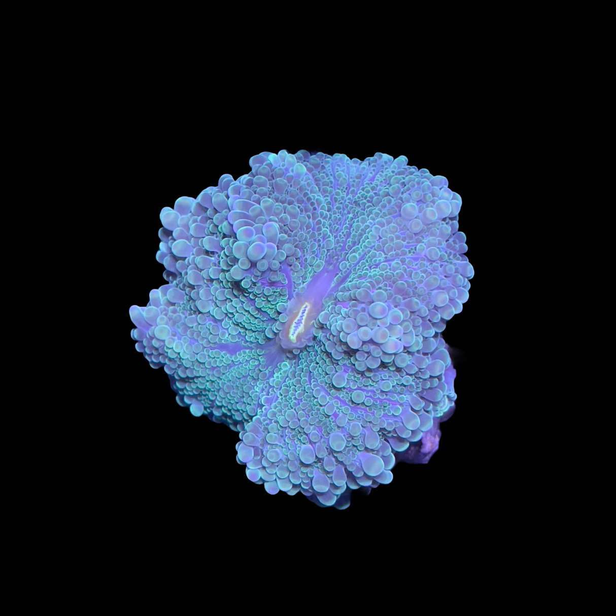 Rhodactis Mushroom