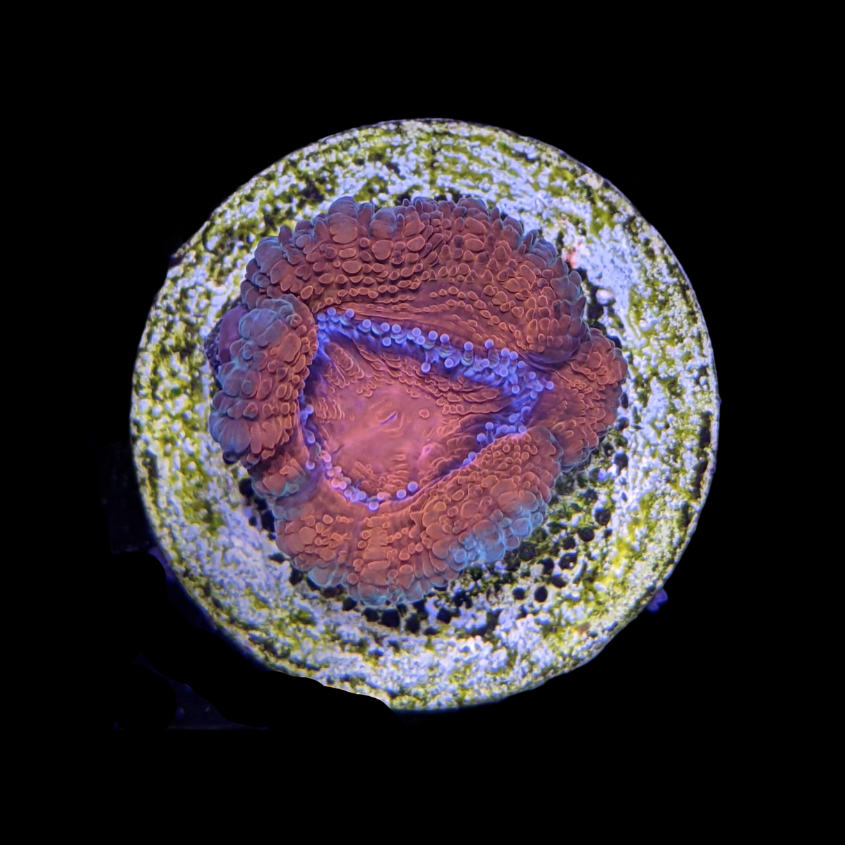 Acanthastrea Lordhowensi