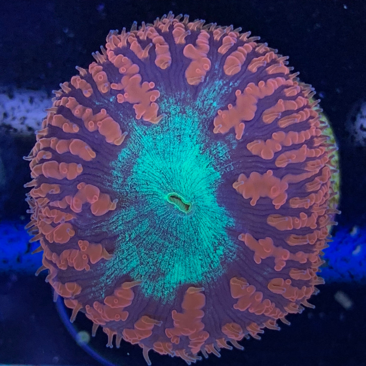 1 Head Red / Green Blastomussa