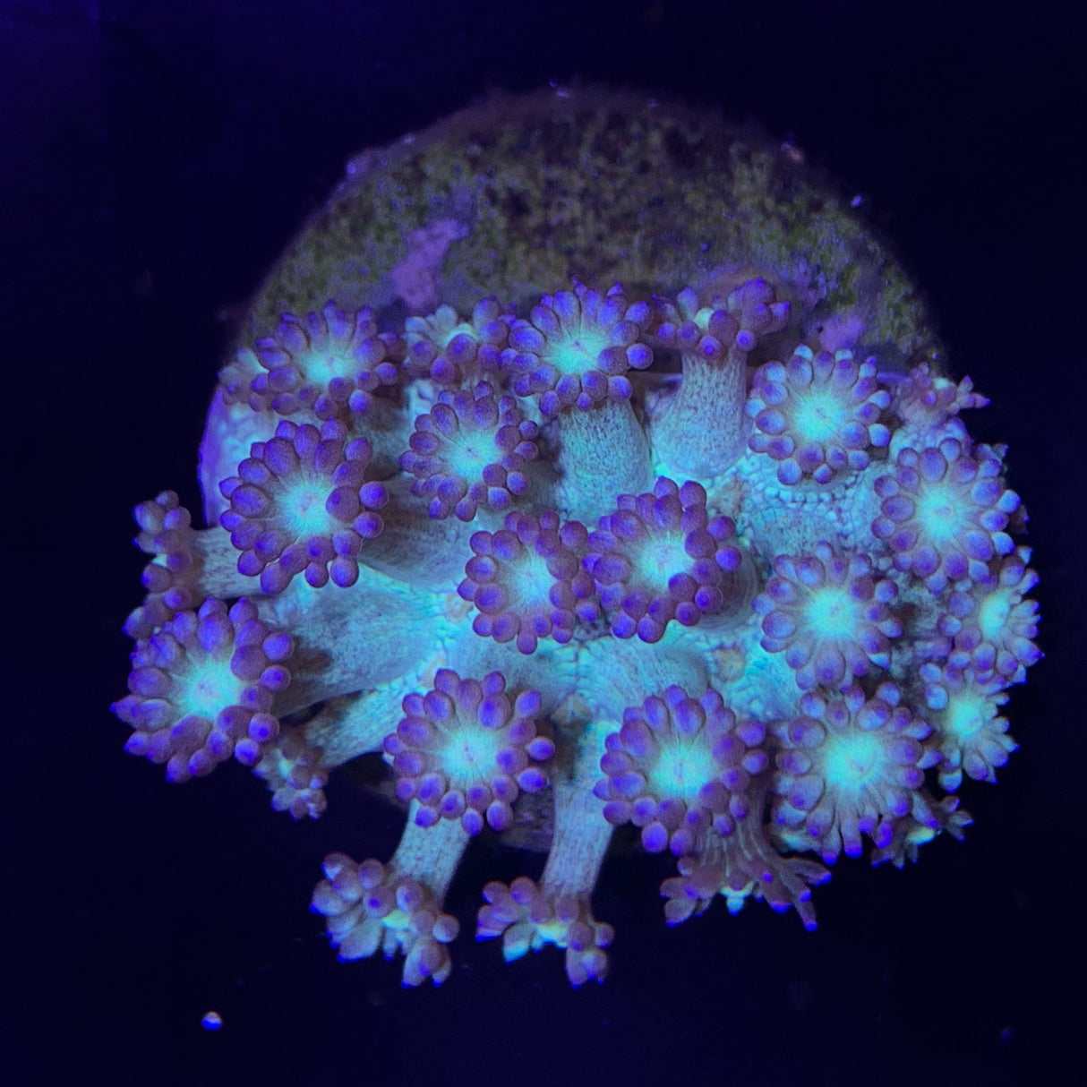 Goniopora