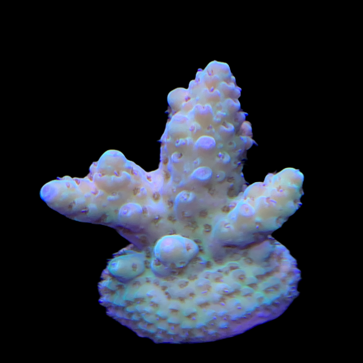 Acropora Frag