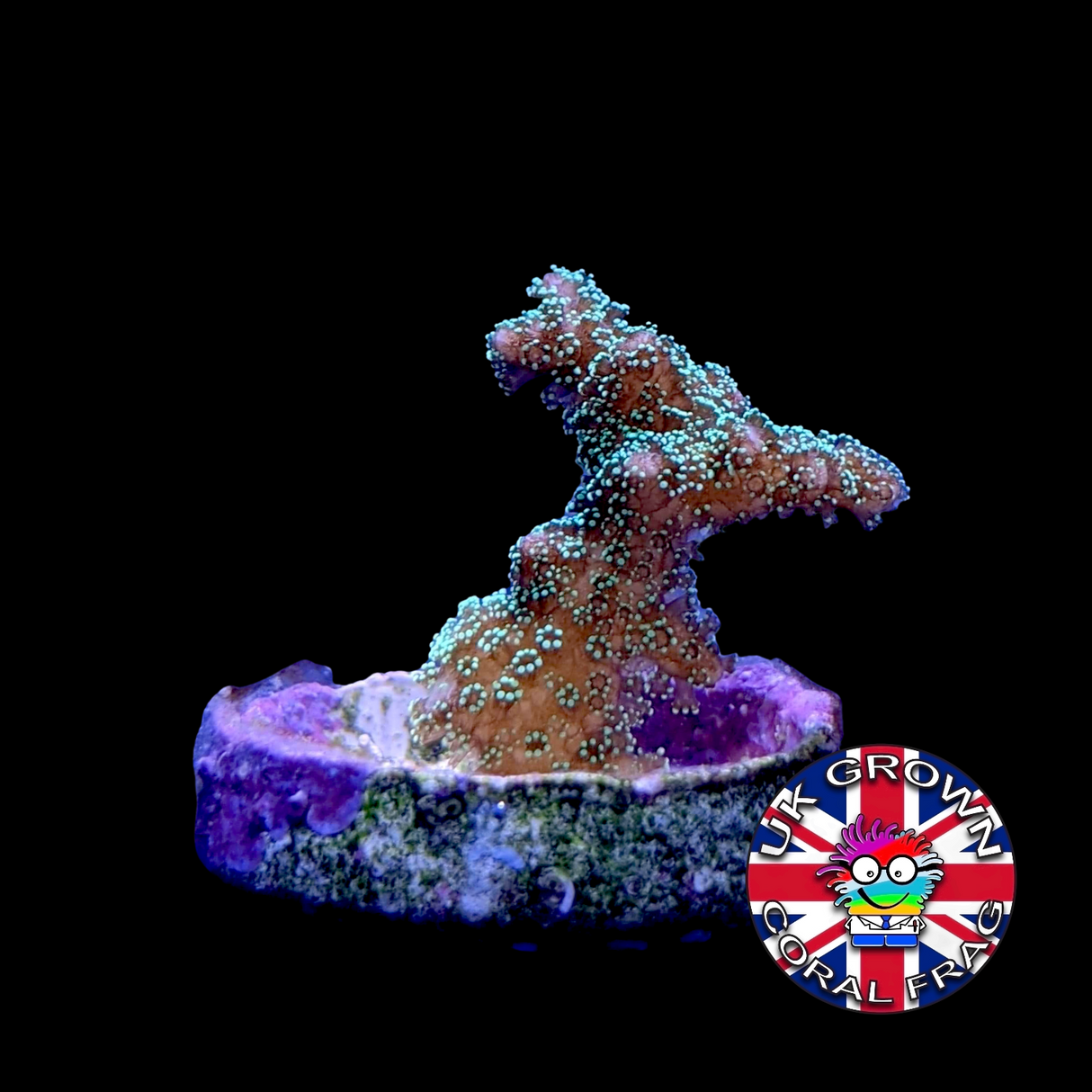 Green Hystrix Seriatopora (UK Grown)