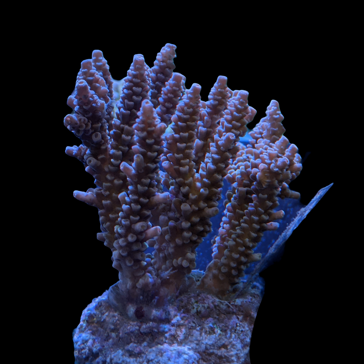 Indonesia Aquacultured Acropora (Collection Only)