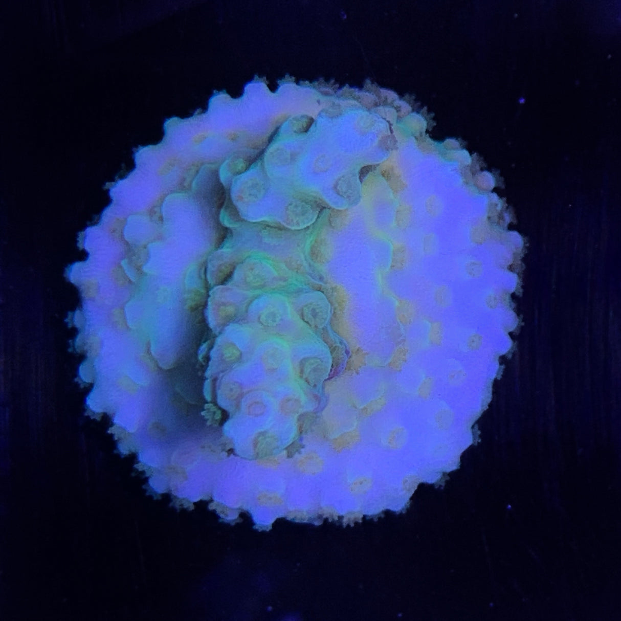 Acropora Frag