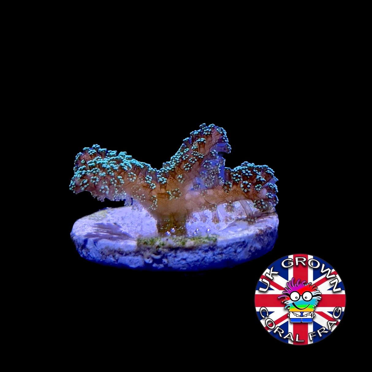 Green Hystrix Seriatopora (UK Grown)