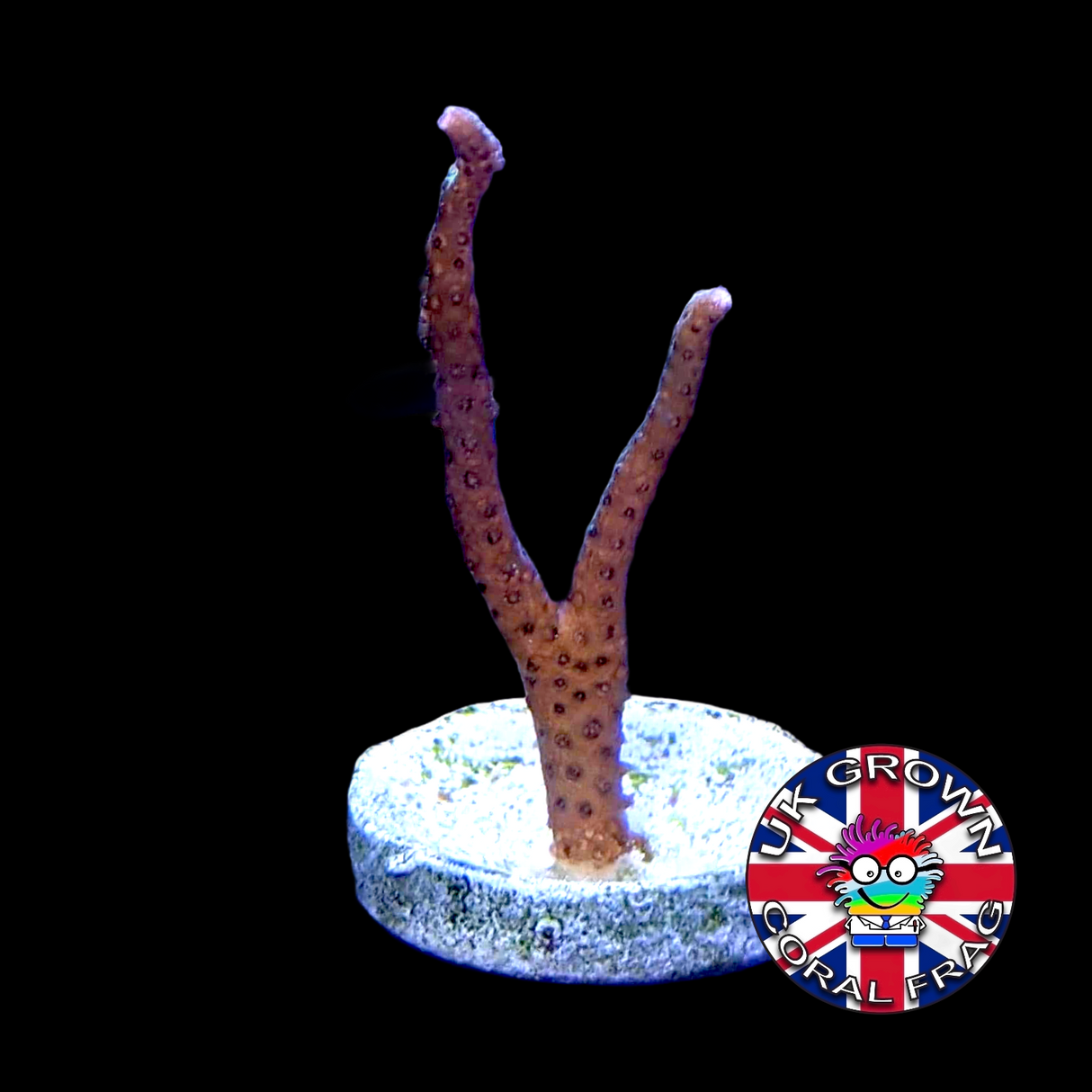 Green Hystrix Seriatopora birds nest (UK Grown)