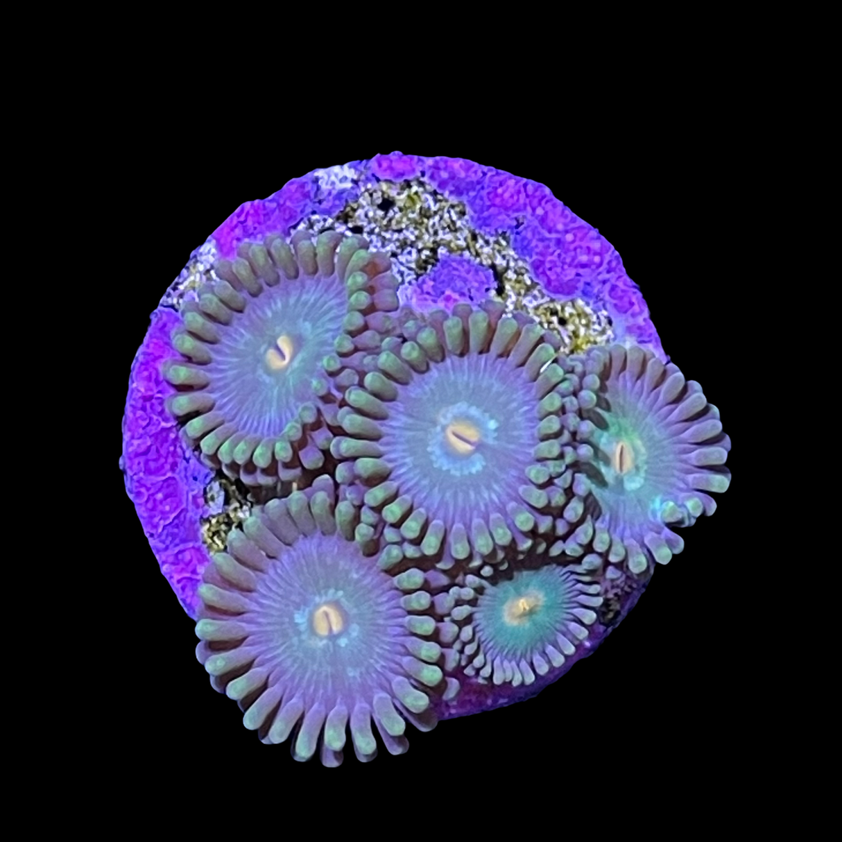 Zoa Frag