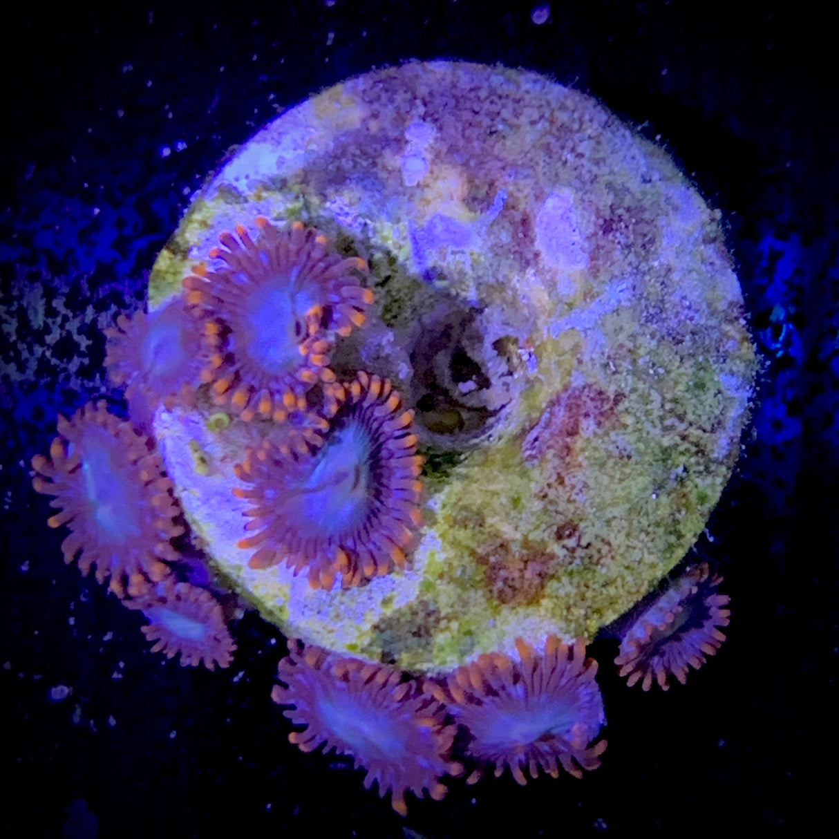 Zoa Frag