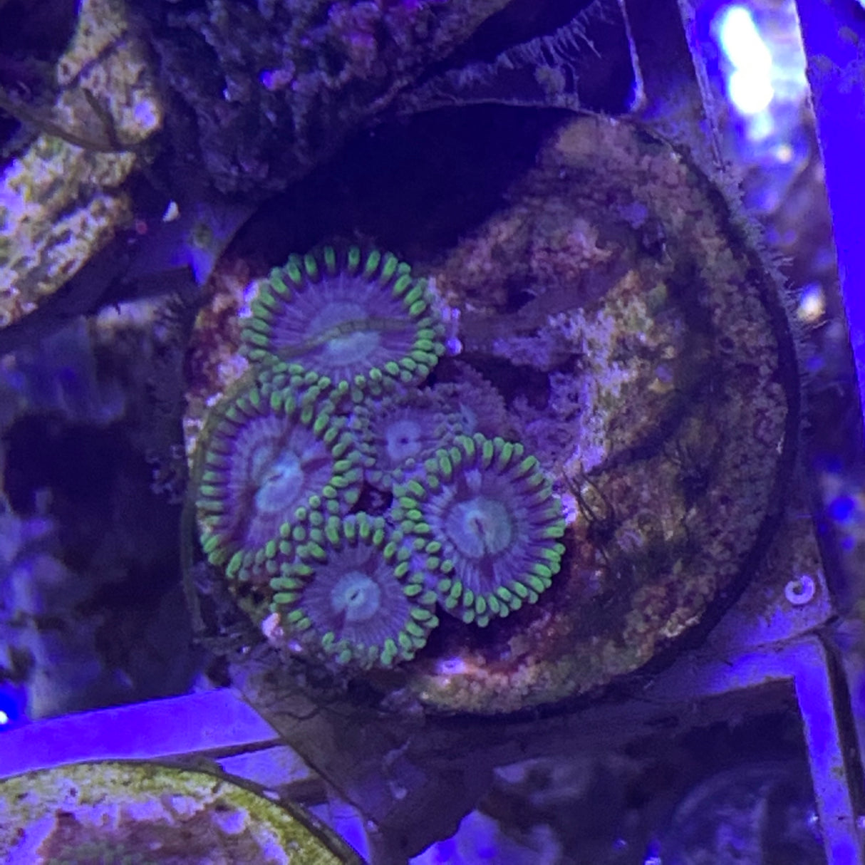 4 polyp Zoa frag