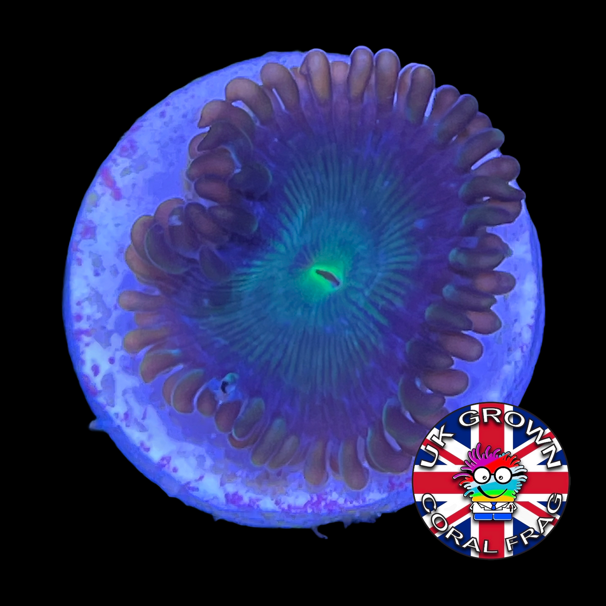 Green People Eater Zoa Frag (UK Grown)