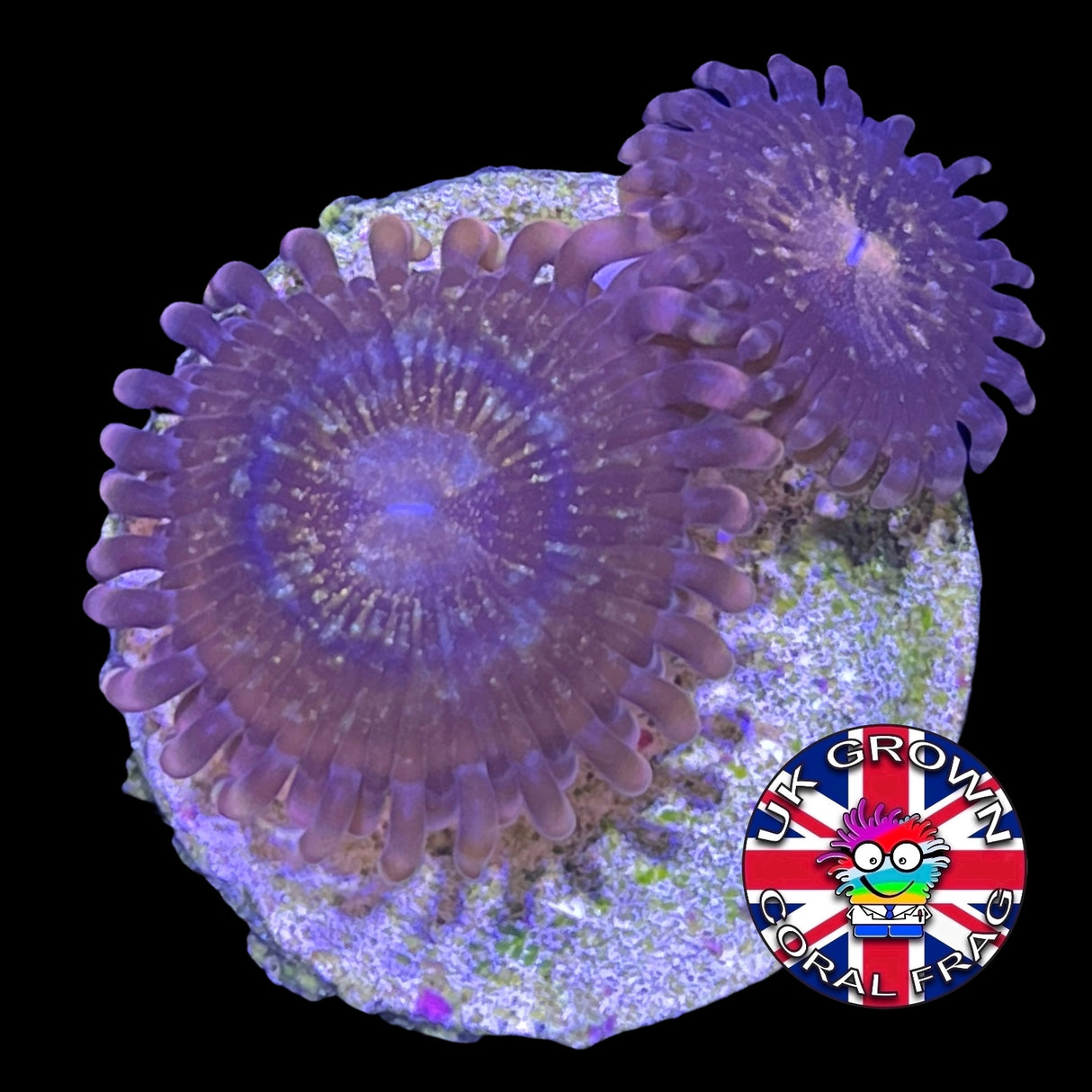 Fairy Dust Zoa (UK Grown)