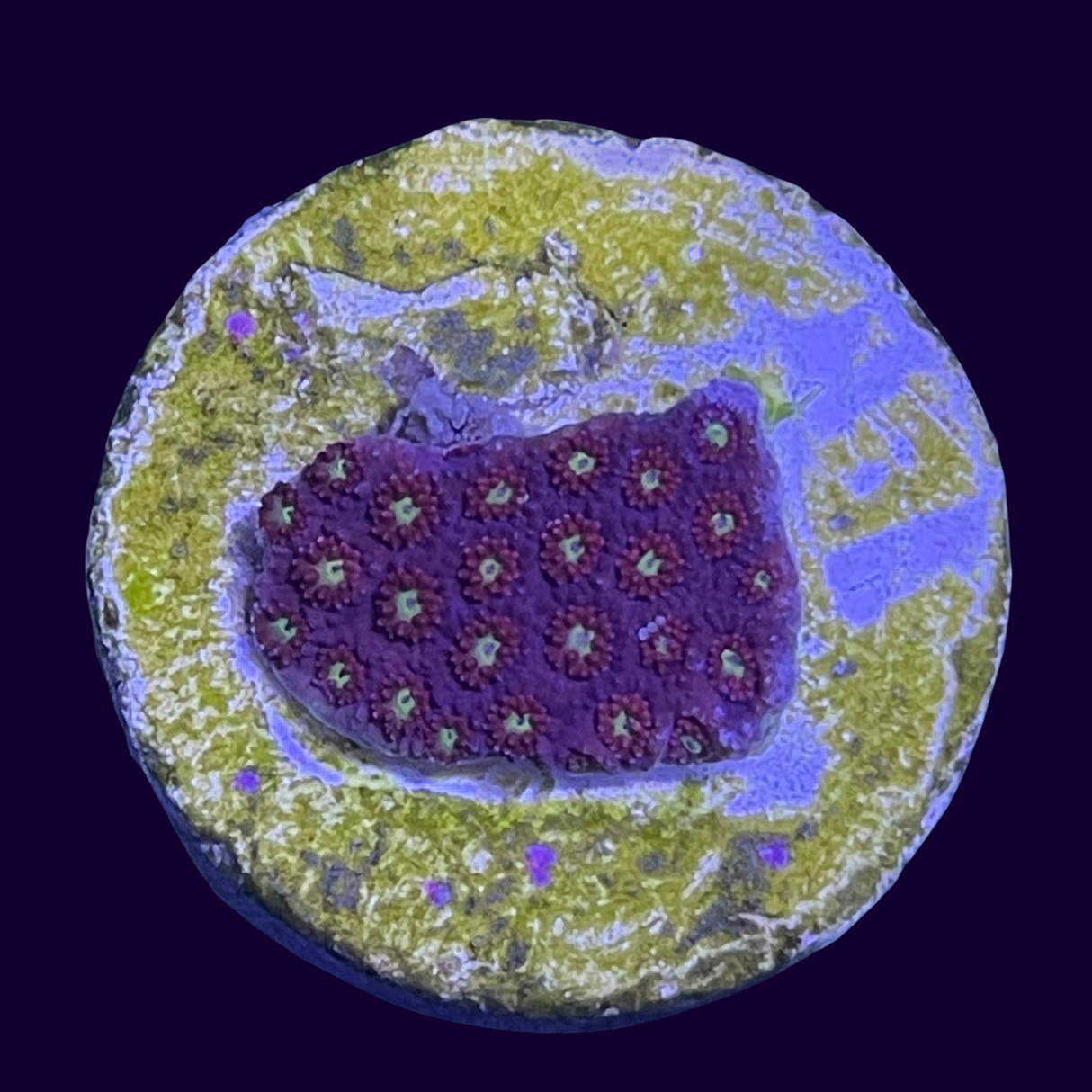 Burning Amber Goniopora