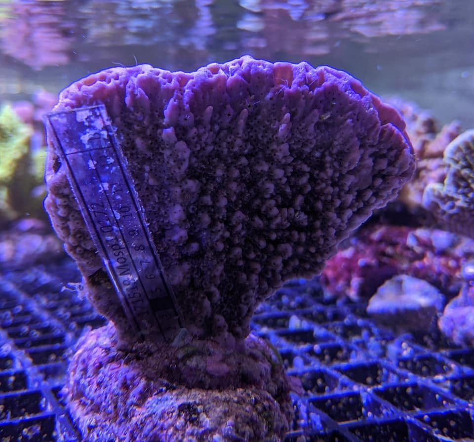 Bali Montipora