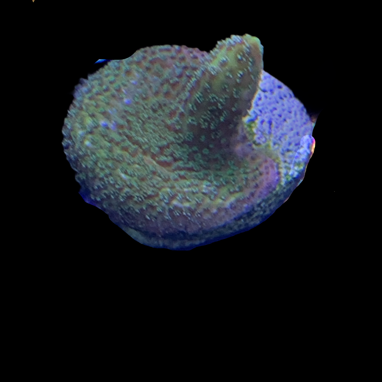 Green Montipora digitata